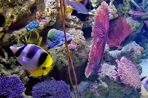 aquarium webcam|Webcams